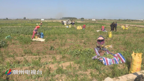 潮州:江东镇流转土地1500亩