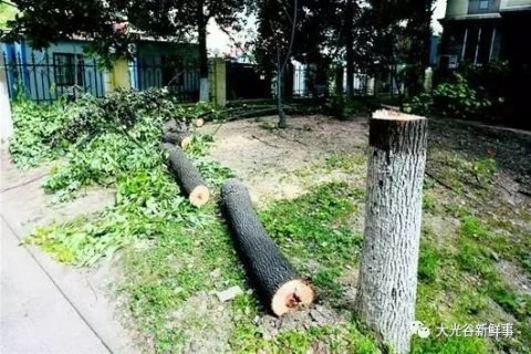 光谷一小区10多棵大树被砍,两区园林部门均称不归自己管