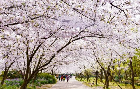 周末将迎来“赏樱高峰期”！交警呼吁绿色出行