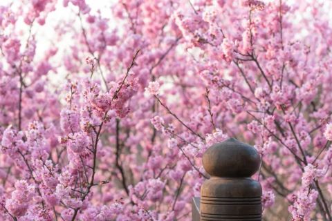 周末将迎来“赏樱高峰期”！交警呼吁绿色出行