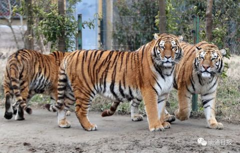 “虎”名南通森林野生动物园里的老虎