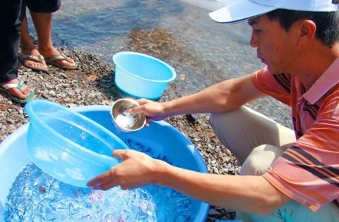 抚仙湖畔的澄江人民卖抗浪鱼的方法